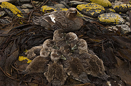 福克兰群岛,母亲,小鸭子