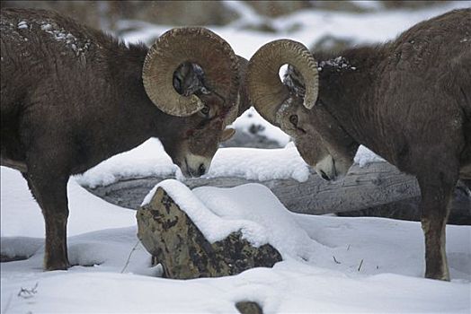 大角羊,头部,竞争,雌性,落基山脉,北美