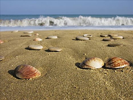 海贝,沙子