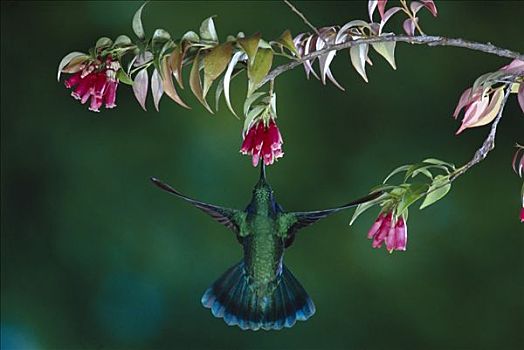 绿紫耳蜂鸟,蜂鸟,进食,授粉,花,石南,蒙特维多云雾森林自然保护区,哥斯达黎加