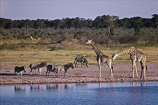 长颈鹿,斑马,水边,洞,非洲
