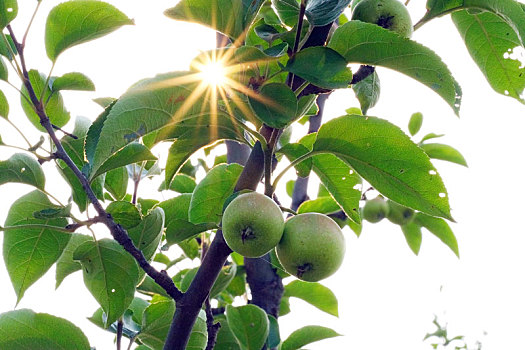 青龙湖湿地公园的青苹果