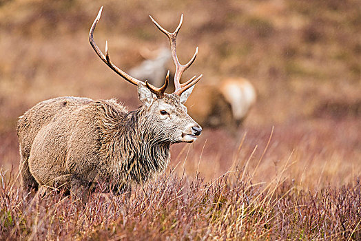 赤鹿,鹿属,鹿,苏格兰高地,苏格兰,英国,欧洲