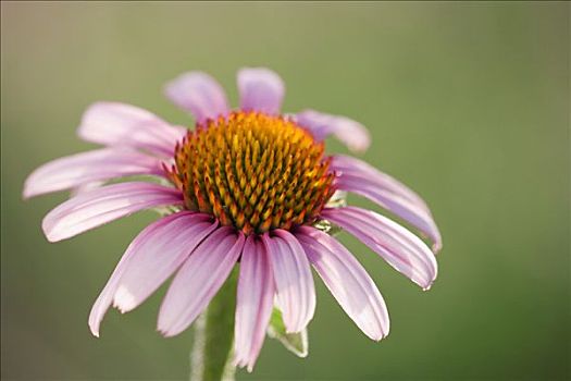 淡紫色,金花菊,花,紫錐花根