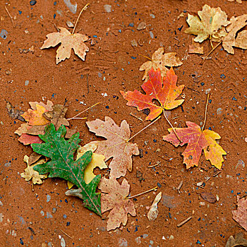 秋天,枫叶,锡安国家公园,犹他,美国