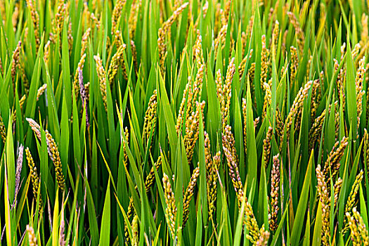 水稻稻田风景