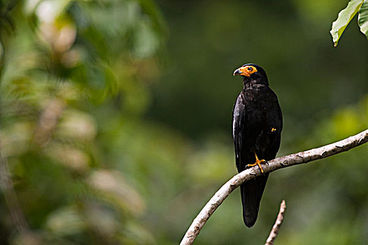 黑色,长腿兀鹰,雨林,圭亚那