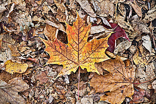 枫叶,公园,秋天,多伦多,安大略省,加拿大