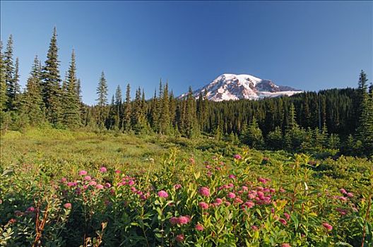 雷尼尔山,雷尼尔山国家公园,皮尔斯县,喀斯喀特山脉,华盛顿,美国