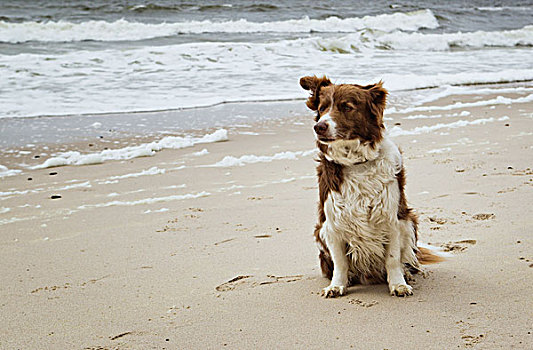 博德牧羊犬,海滩,石荷州,德国,欧洲