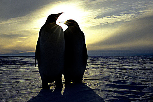 帝企鹅,阿特卡湾,南,威德尔海,南极