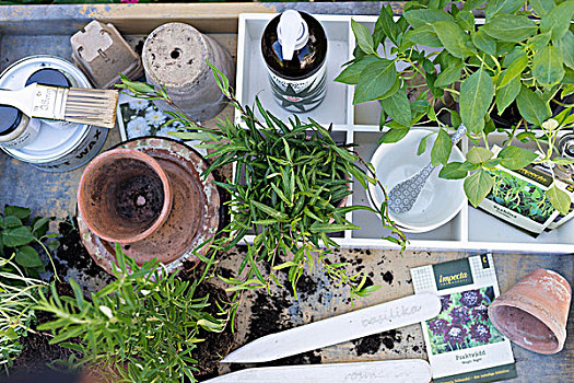 木质,板条箱,盆栽,药草,园艺,器具