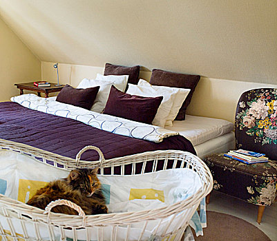床,紫色,投掷,屋顶,猫,篮子