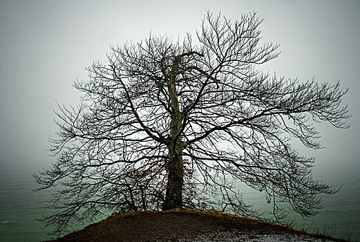 秃树,冬天,雾,斜坡,粉笔,悬崖,海岸,德国,欧洲