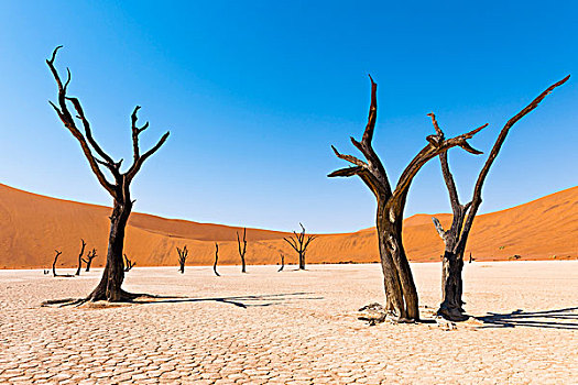 死,刺槐,死亡谷,纳米比亚,荒芜,局部,诺克路福国家公园,非洲