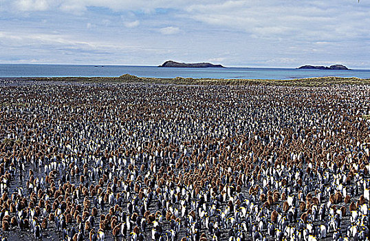 帝企鹅,生物群,索尔兹伯里平原,南乔治亚