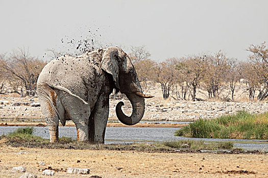 纳米比亚,埃托沙国家公园,公象,水坑