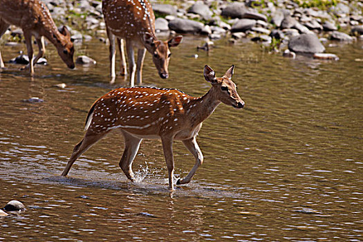 斑点,鹿,穿过,河,国家公园,印度