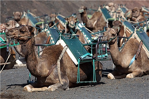 骆驼,等待,旅游,国家公园,帝曼法雅,兰索罗特岛,西班牙