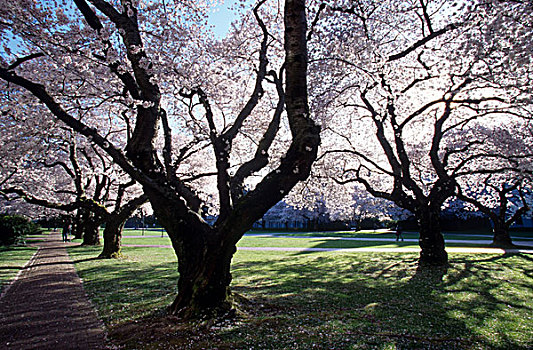 樱花,华盛顿大学,西雅图