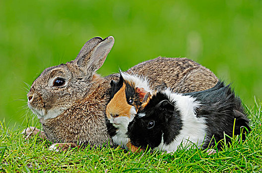 迷你兔,兔豚鼠属,两个,天竺鼠