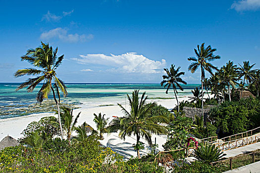 棕榈海滩,南方,海岸,桑给巴尔岛,坦桑尼亚,非洲