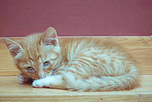 一只橘色的小猫正在打瞌睡