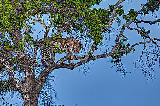 豹,无花果树,黄昏,马赛马拉国家保护区,肯尼亚,东非,非洲