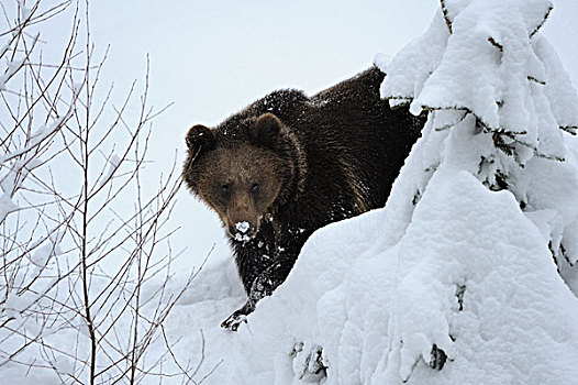 棕熊,熊,雪中