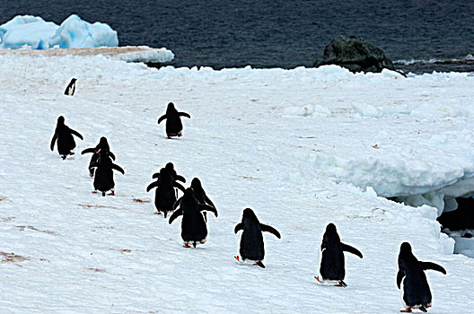 南极半岛,胭脂,岛屿,巴布亚企鹅,走