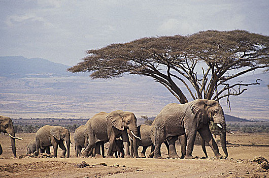 非洲象,牧群,走,马赛马拉,公园,肯尼亚