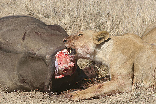 野生,狮子,哺乳动物,吃,水牛,非洲,大草原,肯尼亚