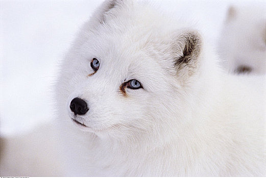 北极狐,稀有,蓝眼睛
