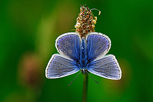 蓝灰蝶,休息,多西特,英国,五月