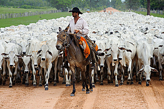 家牛,牧群,途中,牛仔,潘塔纳尔,巴西