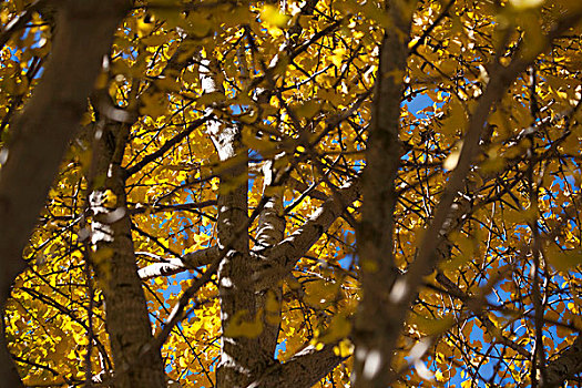 缠结,枝条,秋天,银杏,树
