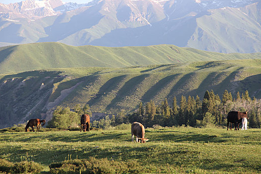 唐布拉草原清晨的牧羊人组图
