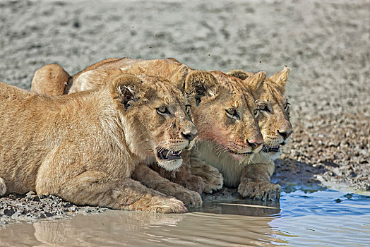 三个,幼兽,狮子,水坑,塞伦盖蒂,坦桑尼亚,非洲