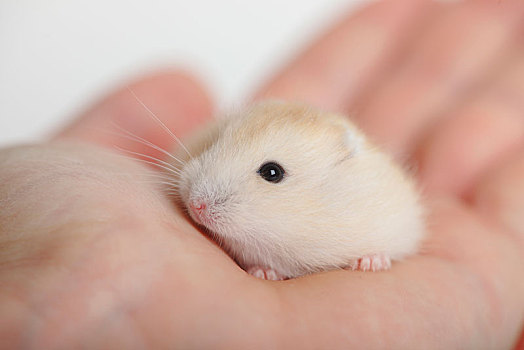 小仓鼠图片_小仓鼠图片大全_小仓鼠图片下载