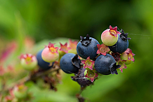 茎,成熟,蓝莓,树林,美国