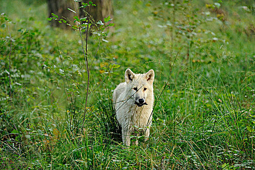 年轻的,北极狼,狼的棕熊,步行穿过高草,狩猎场改变所有哈瑙,黑塞,德国