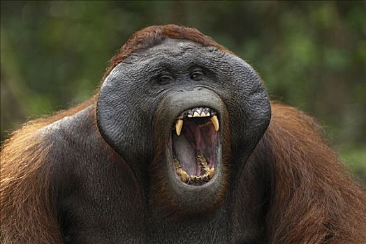 猩猩,黑猩猩,大,脸颊,垫,檀中埠廷国立公园,印度尼西亚