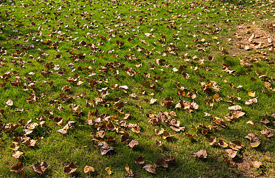 秋天铺满落叶的草地