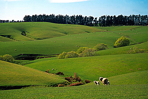 农田,靠近,新西兰