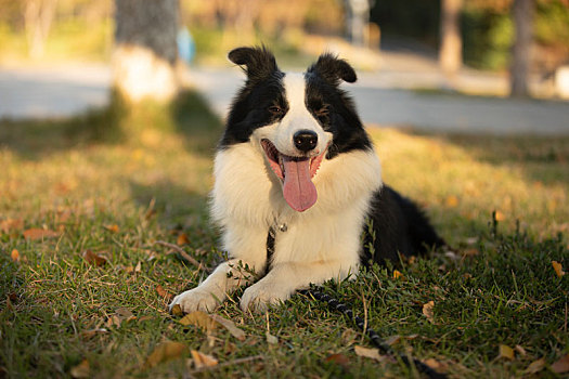 血统纯正牧羊犬