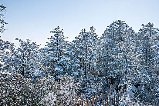 四川大邑县西岭雪山密林中的栈道