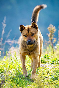 一只中华田园犬