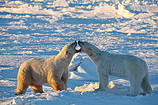 北极熊,争斗,丘吉尔市,曼尼托巴,加拿大