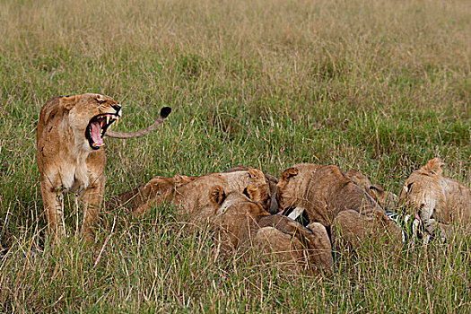 湿地,自豪,狮子,进食,斑马,马赛马拉,肯尼亚,非洲