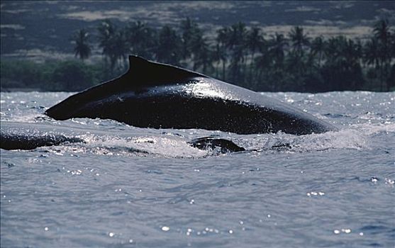 驼背鲸,大翅鲸属,鲸鱼,一对,平面,背鳍,呼吸孔,夏威夷